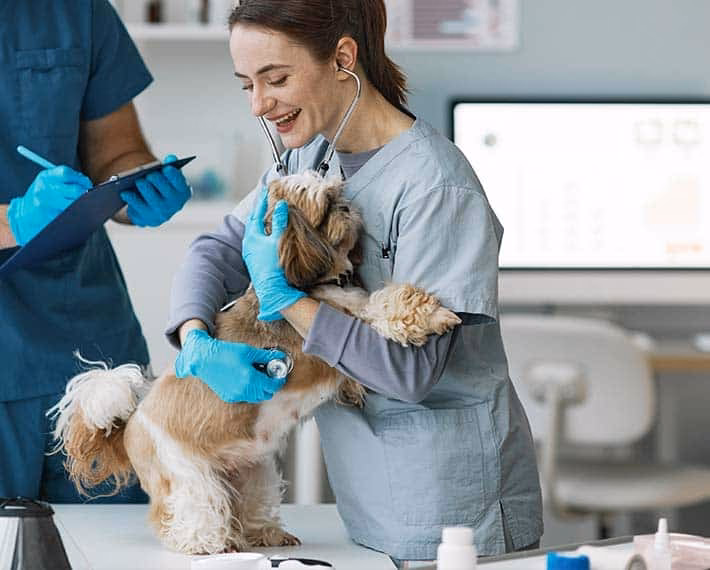 ¿Qué animal representa la administración?