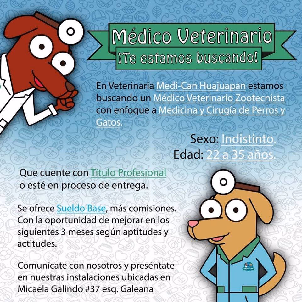¿Qué hacer si quieres ser veterinario?