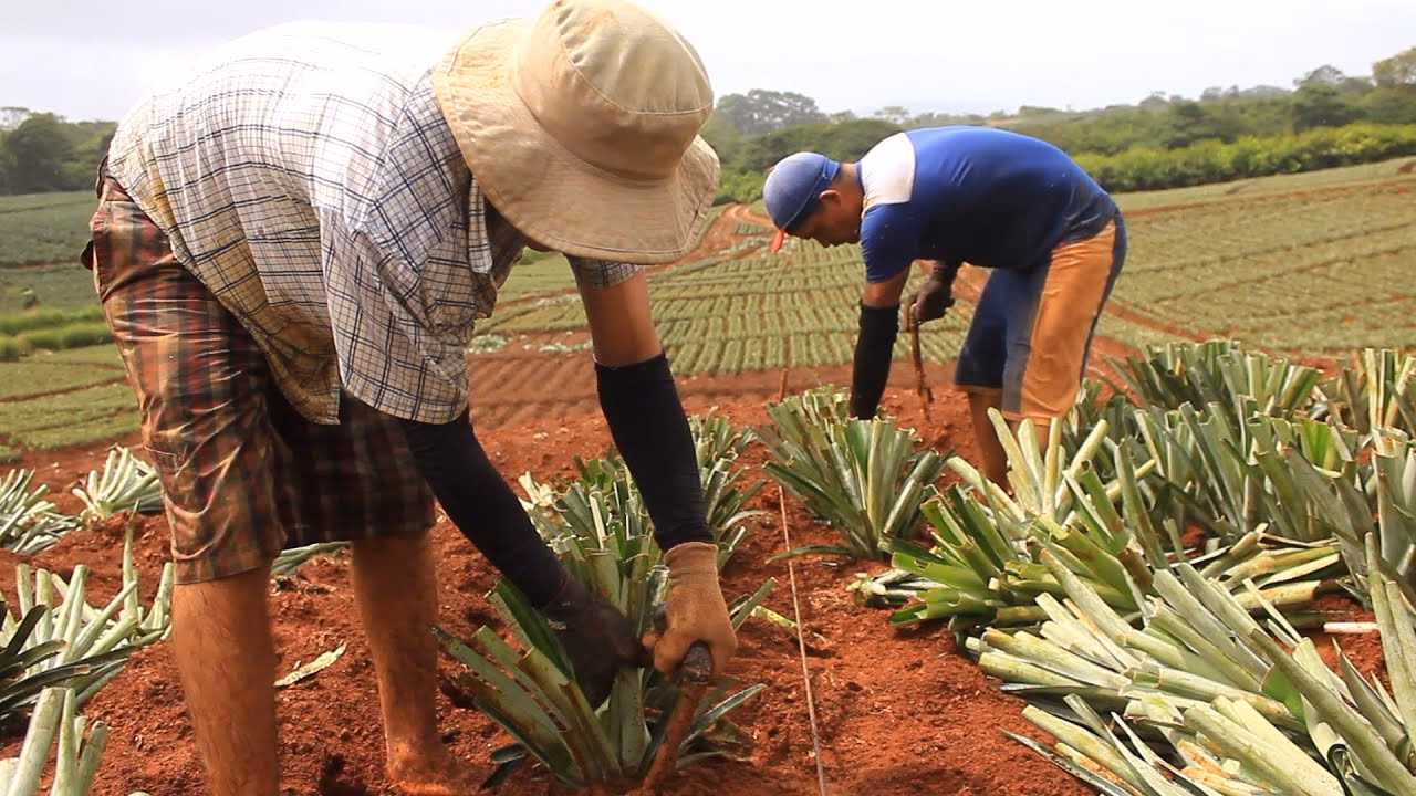 ¿Qué se necesita para trabajar en la agricultura?