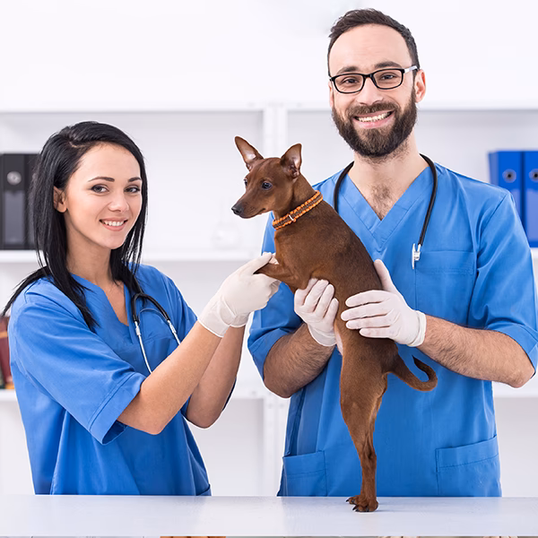 ¿Cuánto ganan los asistentes veterinarios?
