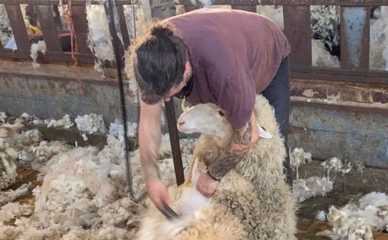 ¿Cuánto ganan los esquiladores?