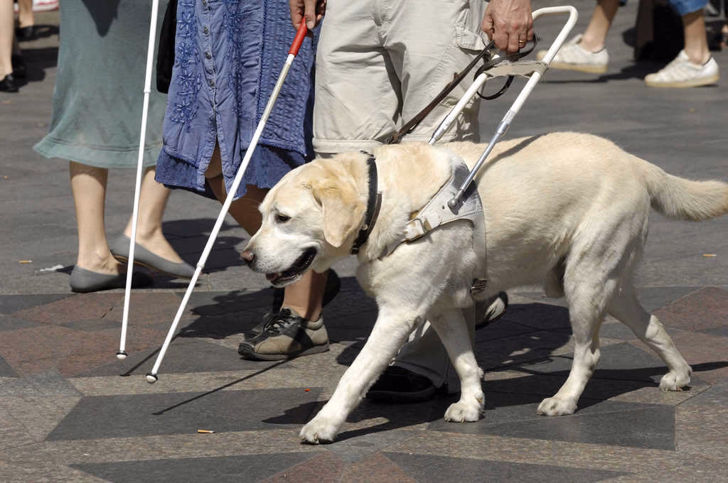 ¿Cuánto te pagan por pasear perros?