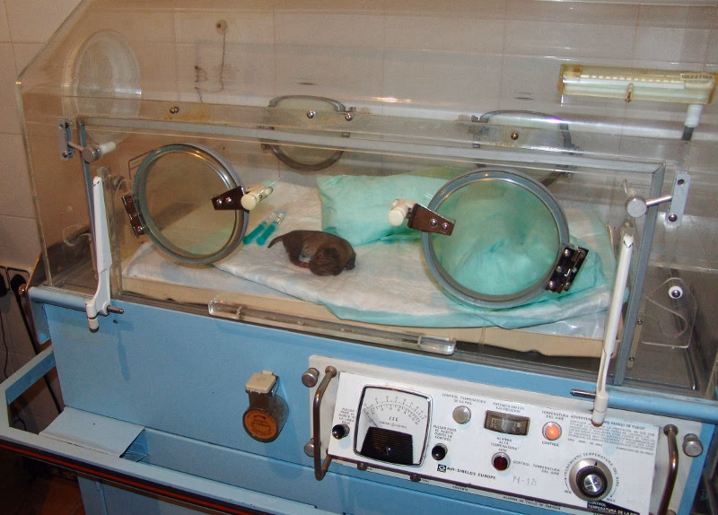 ¿Qué es lince en administración?