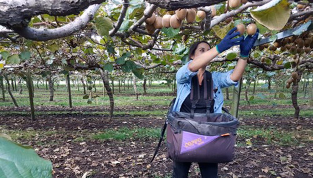¿Cuánto gana un recolector de kiwi en Nueva Zelanda?