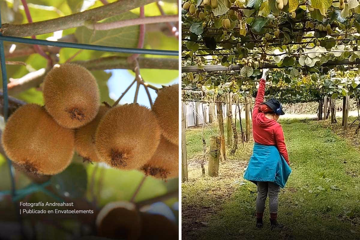 ¿Qué es ser kiwi en Nueva Zelanda?