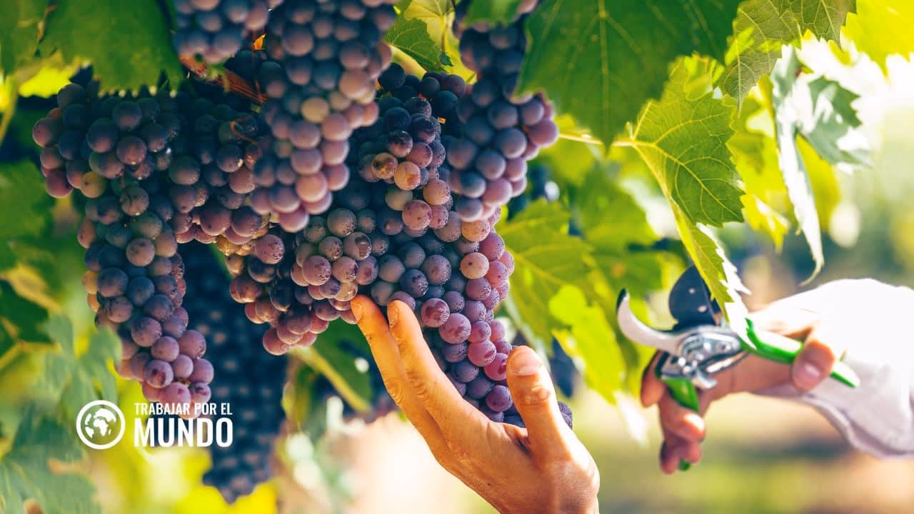 ¿Cuánto se gana en la vendimia en Francia?