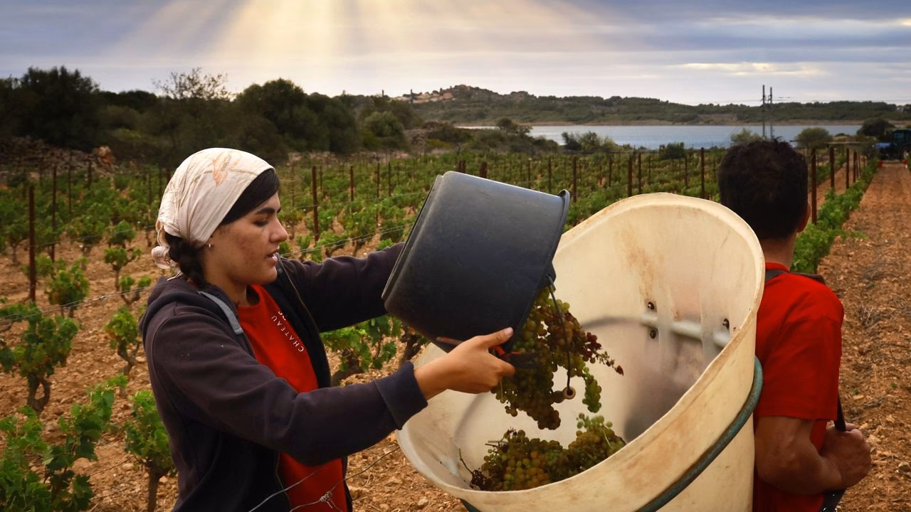 ¿Cuándo es la temporada de vendimia en Francia?