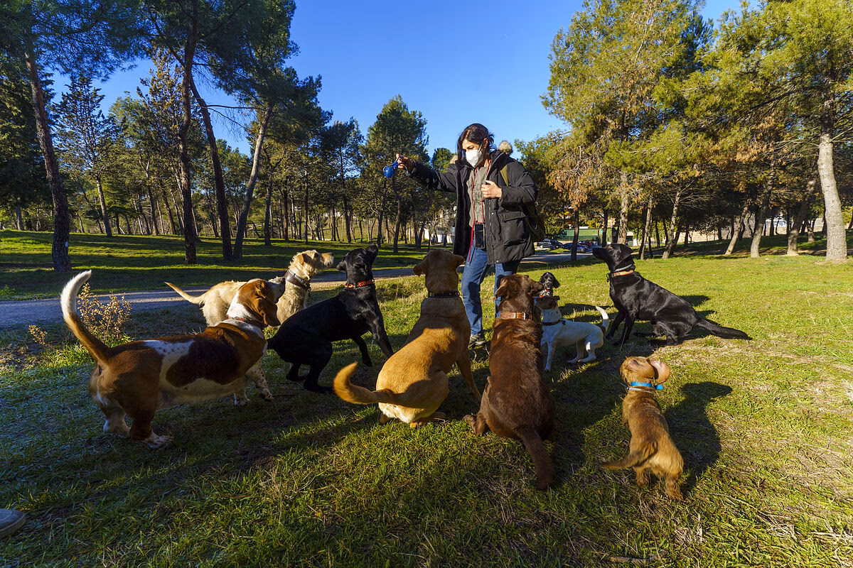 ¿Cuánto pagan por pasear perros en Madrid?