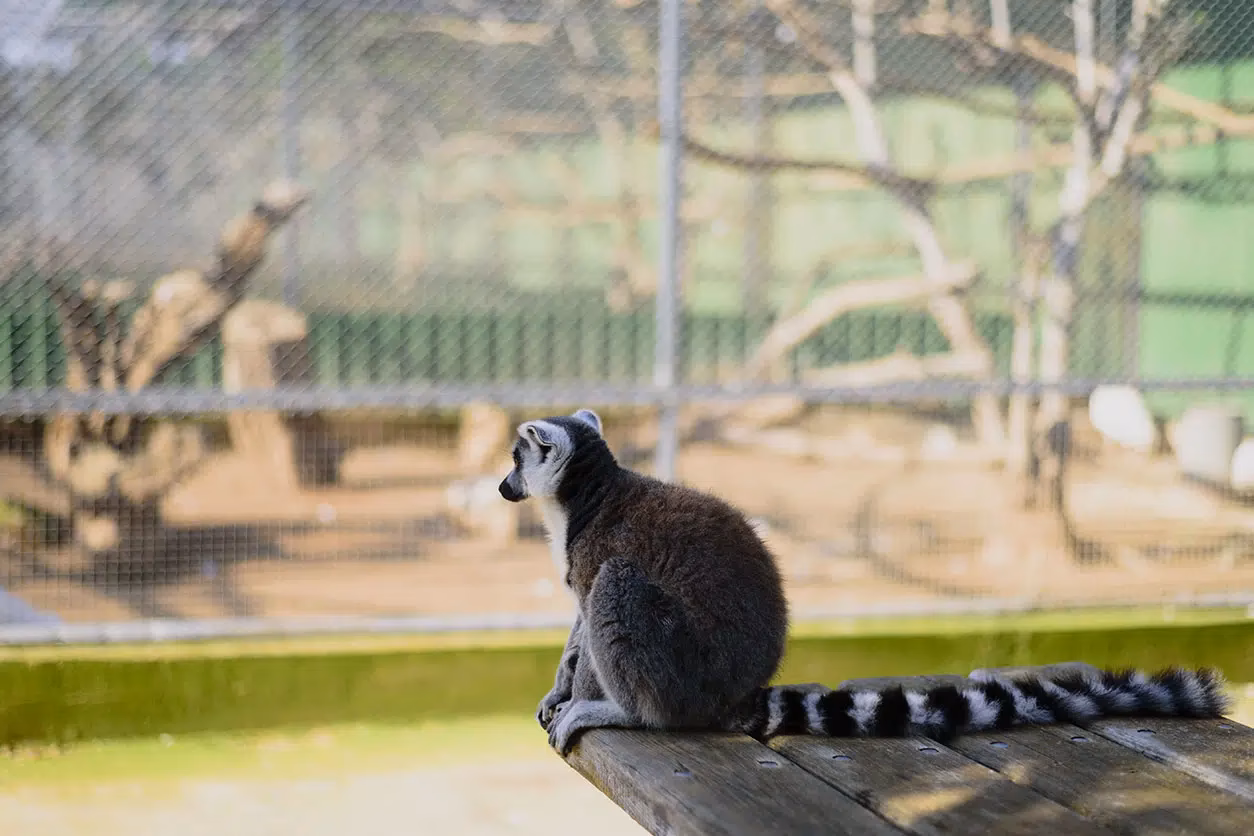 ¿Qué tipo de trabajo se puede encontrar en un zoológico?