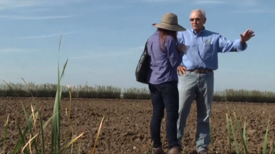 ¿Qué se necesita para ser técnico forestal?