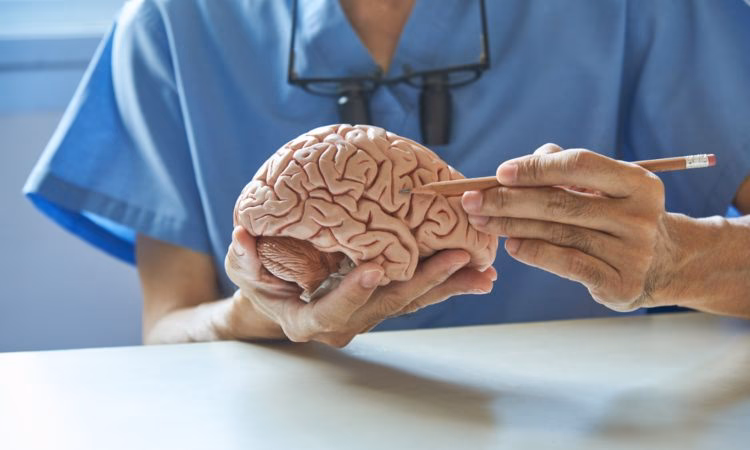 ¿Qué trabajos puedes conseguir con un título en neuropsicología?