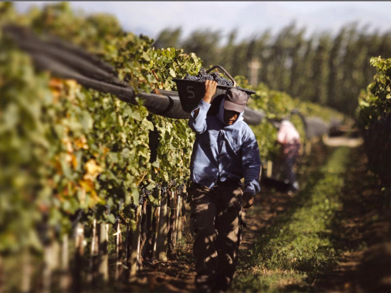 ¿Cuánto gana un empleado de bodega en Mendoza?